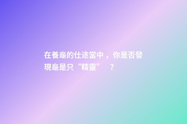 在養龜的仕途當中，你是否發現龜是只“精靈”？